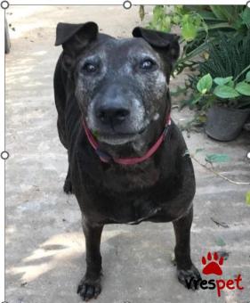 Ράτσα: Άγνωστο - Ημίαιμο | Ηλικία: 5+ | Φύλο: Αρσενικό | Αρ. Microchip: . | Περιοχή: Νέα Σμύρνη, Αττική